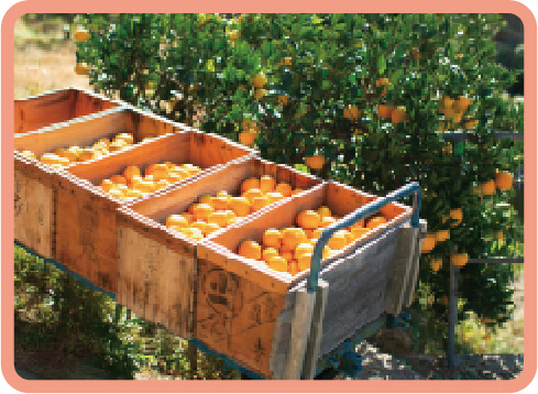 もんしーファーム